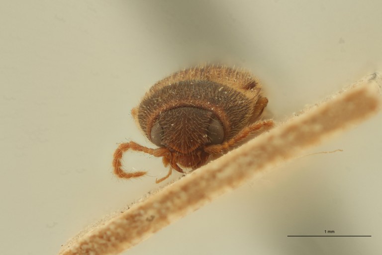Dolinolus patricki M Pt F.jpg Dolinolus patricki M Pt F.jpg