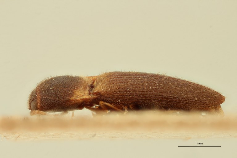 Dolinolus patricki M Pt L.jpg Dolinolus patricki M Pt L.jpg