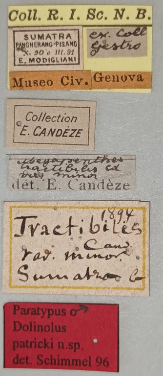 Dolinolus patricki M Pt Labels.jpg Dolinolus patricki M Pt Labels.jpg