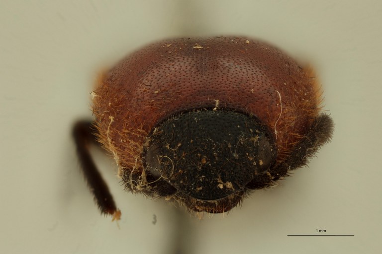 Elastrus sardioderus T F.jpg