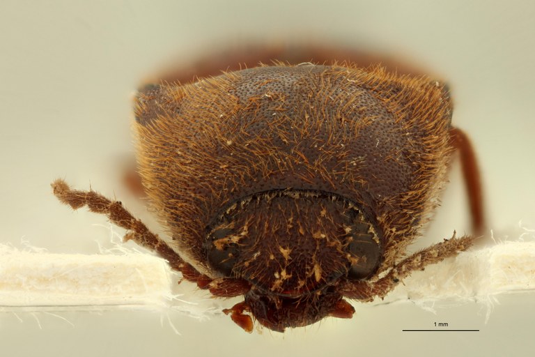 Elastrus senegalensis F Lt F.jpg Elastrus senegalensis F Lt F.jpg