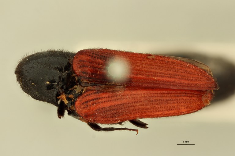Elater canalicollis D.jpg