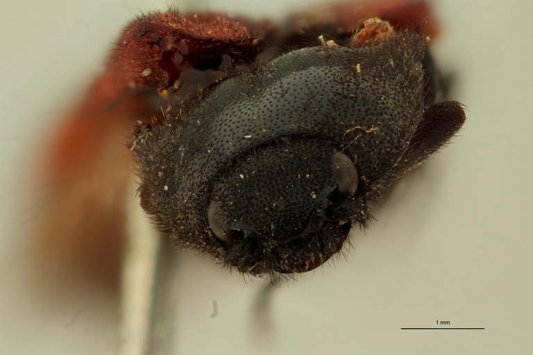 Elater canalicollis F.jpg