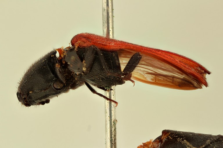 Elater canalicollis L.jpg