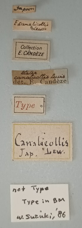 Elater canalicollis Labels.jpg