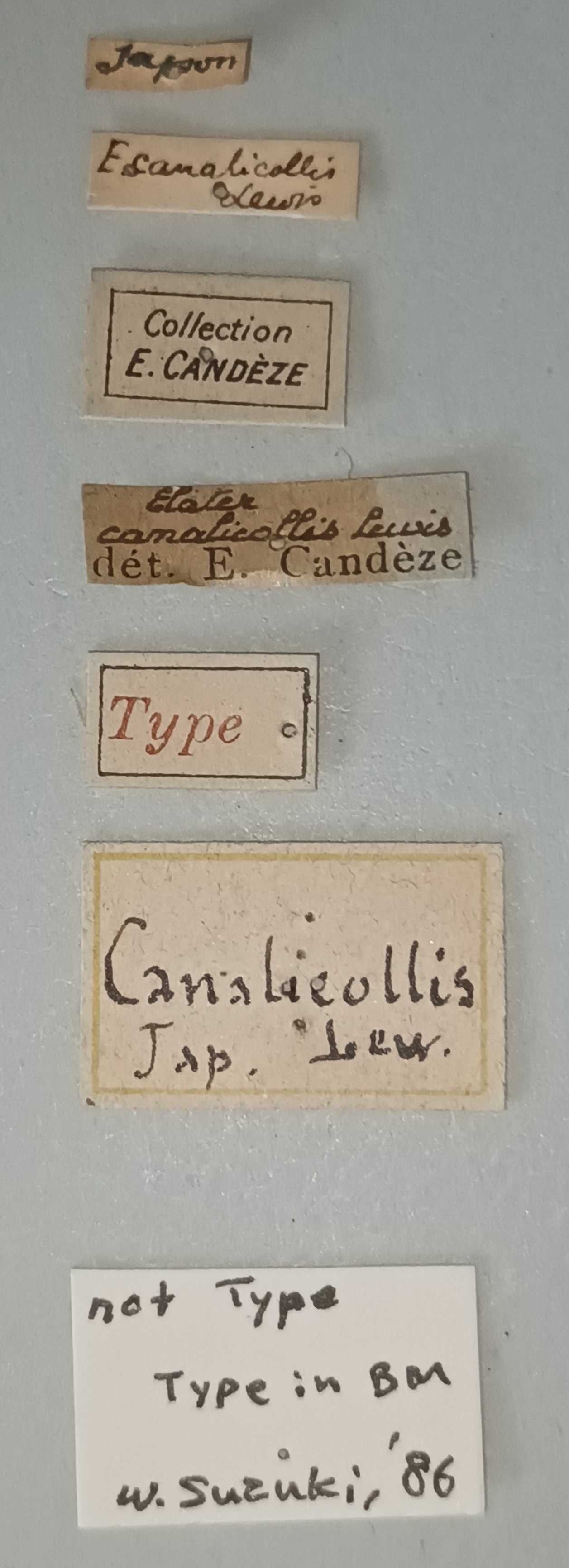 Elater canalicollis Labels.jpg
