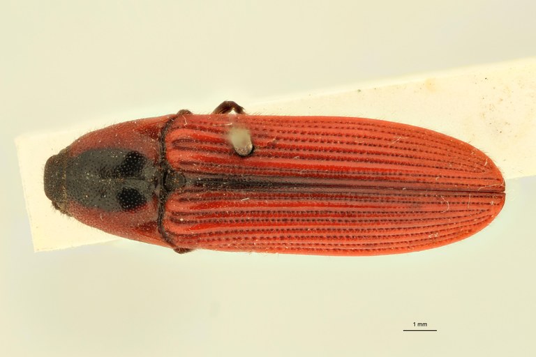 Elater coccineus F Ht D.jpg Elater coccineus F Ht D.jpg