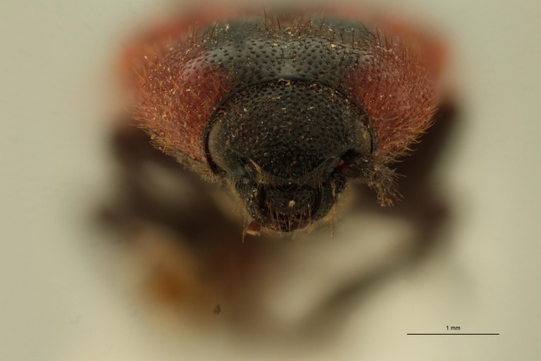 Elater coccineus F Ht F.jpg Elater coccineus F Ht F.jpg