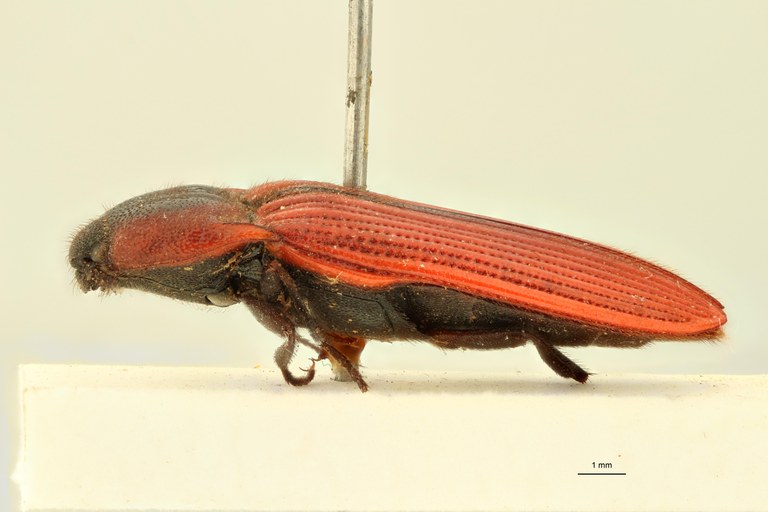 Elater coccineus F Ht L.jpg Elater coccineus F Ht L.jpg