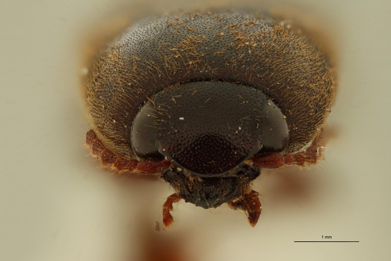 Elater frontalis Ht F.jpg