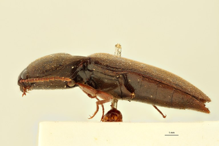 Elater frontalis Ht L.jpg