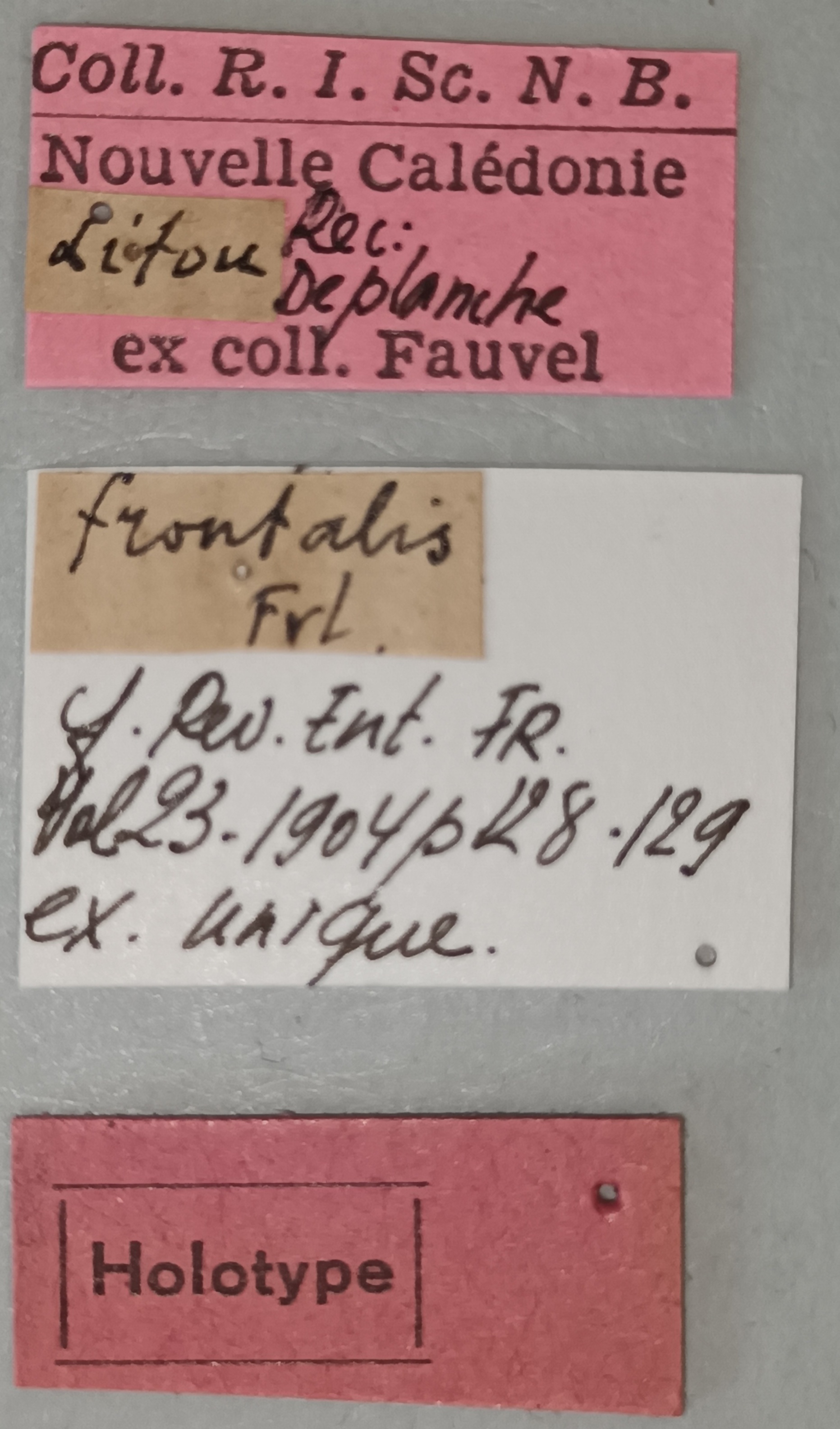 Elater frontalis Ht Labels.jpg