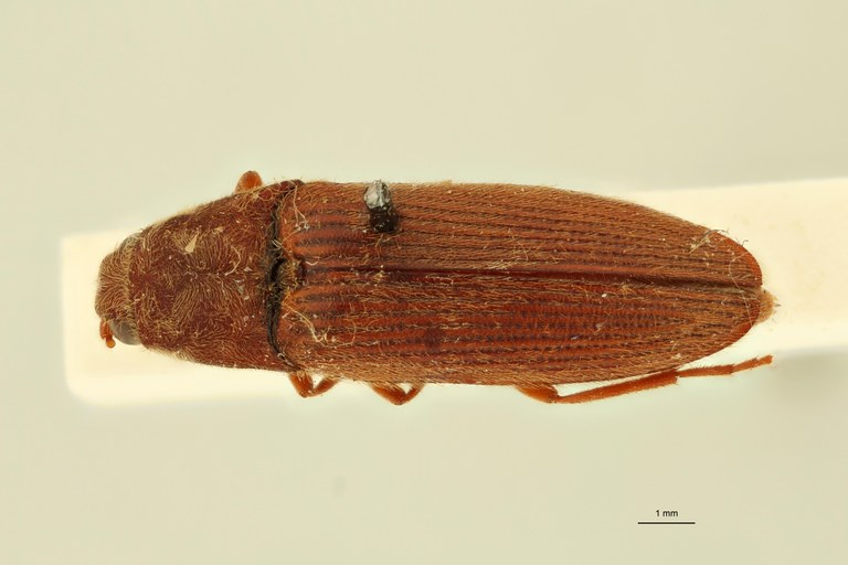 Elater holosericeus M T D.jpg Elater holosericeus M T D.jpg