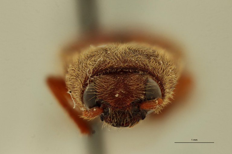 Elater holosericeus M T F.jpg Elater holosericeus M T F.jpg
