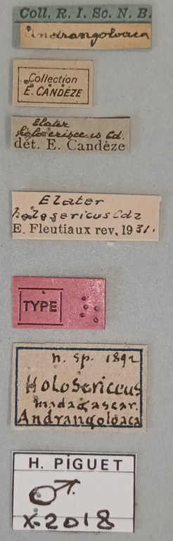 Elater holosericeus M T Labels.jpg Elater holosericeus M T Labels.jpg