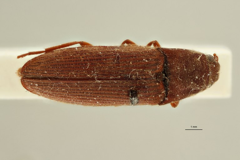 Elater holosericeus M t D.jpg