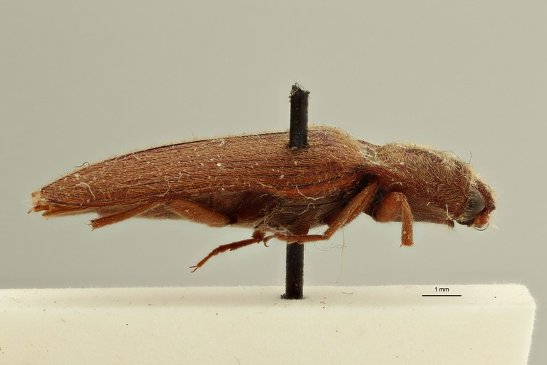 Elater holosericeus M t L.jpg