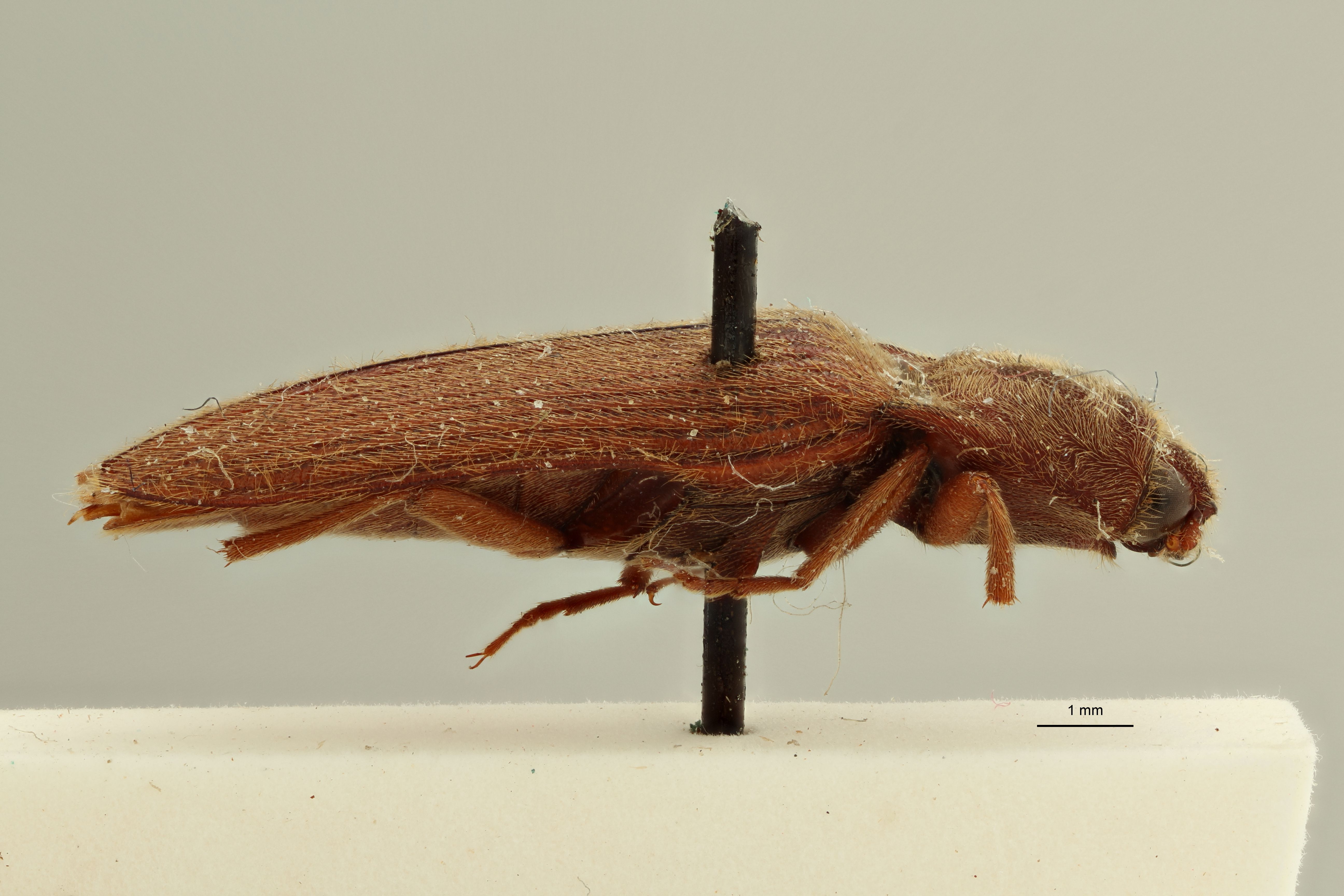 Elater holosericeus M t L.jpg