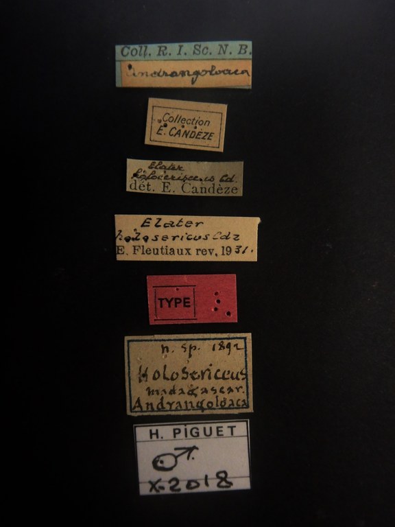 Elater holosericeus M t Labels.JPG
