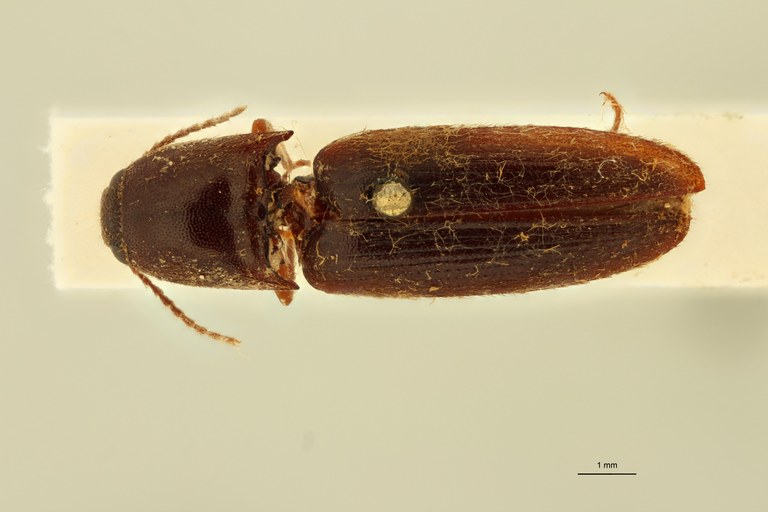 Elater marginellus Ht D.jpg Elater marginellus Ht D.jpg