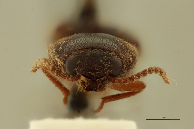 Elater marginellus Ht F.jpg Elater marginellus Ht F.jpg