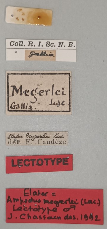 Elater megerlei M Lt Labels.jpg Elater megerlei M Lt Labels.jpg