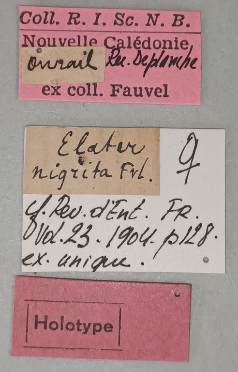 Elater nigrita F Ht Labels.jpg Elater nigrita F Ht Labels.jpg