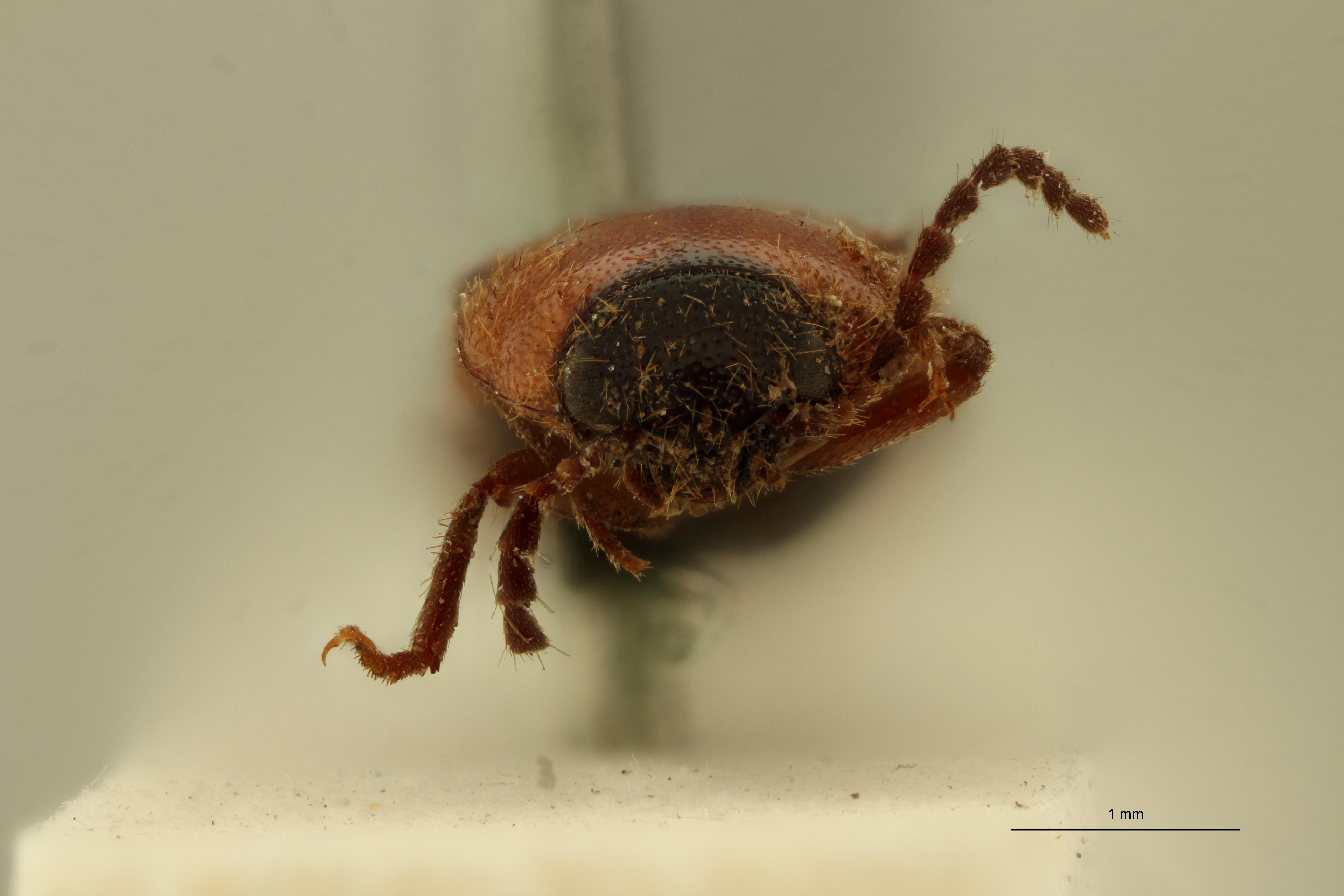 Elater partitus T F.jpg