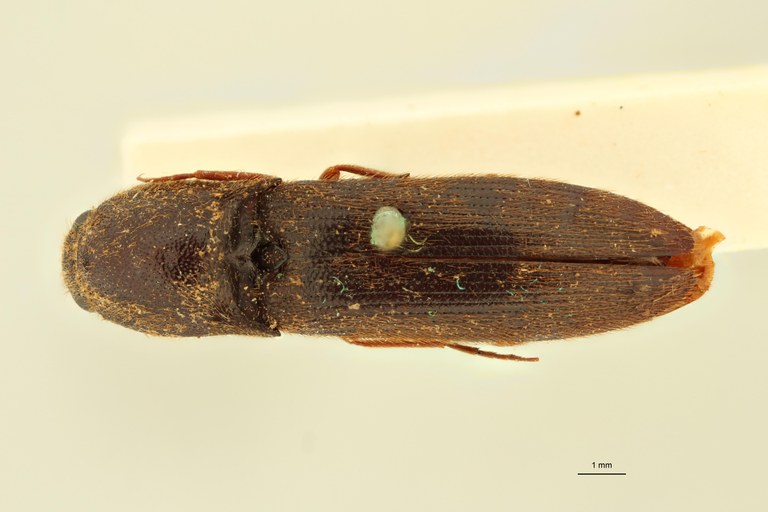 Elater rufivellus F Ht D.jpg Elater rufivellus F Ht D.jpg