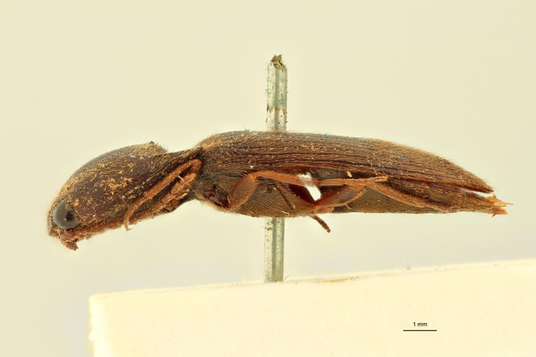 Elater rufivellus F Ht L.jpg Elater rufivellus F Ht L.jpg