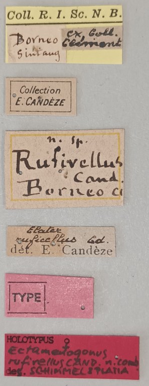 Elater rufivellus F Ht Labels.jpg Elater rufivellus F Ht Labels.jpg