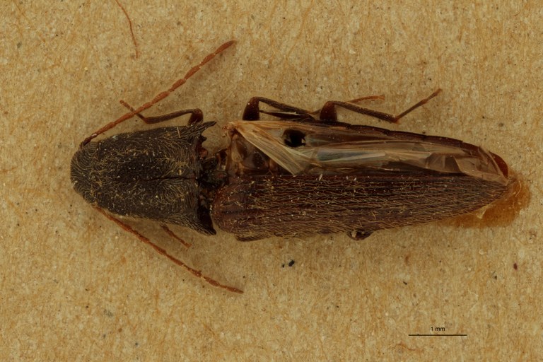 Elater senilis T D.jpg Elater senilis T D.jpg