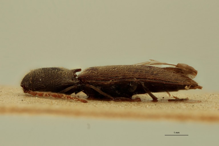 Elater senilis T L.jpg Elater senilis T L.jpg