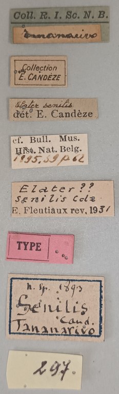 Elater senilis T Labels.jpg Elater senilis T Labels.jpg