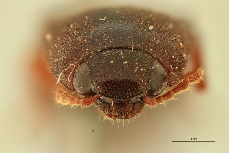 Elater tinctipes F T F.jpg