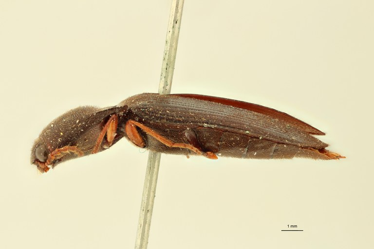 Elater tinctipes F T L.jpg