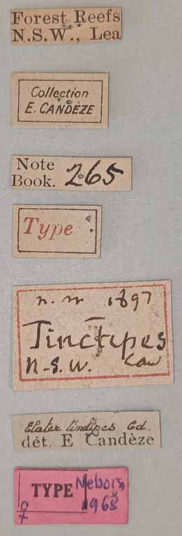 Elater tinctipes F T Labels.jpg