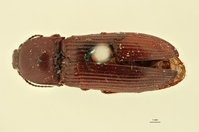 Elius alveolarius St D.jpg