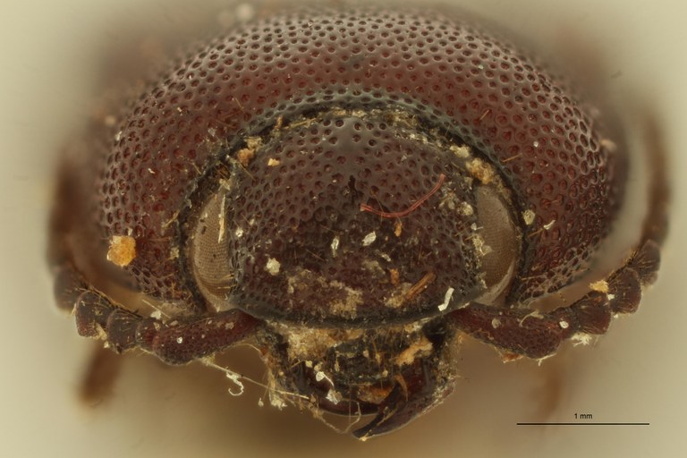 Elius alveolarius St F.jpg