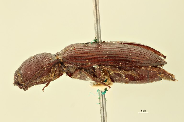 Elius alveolarius St L.jpg