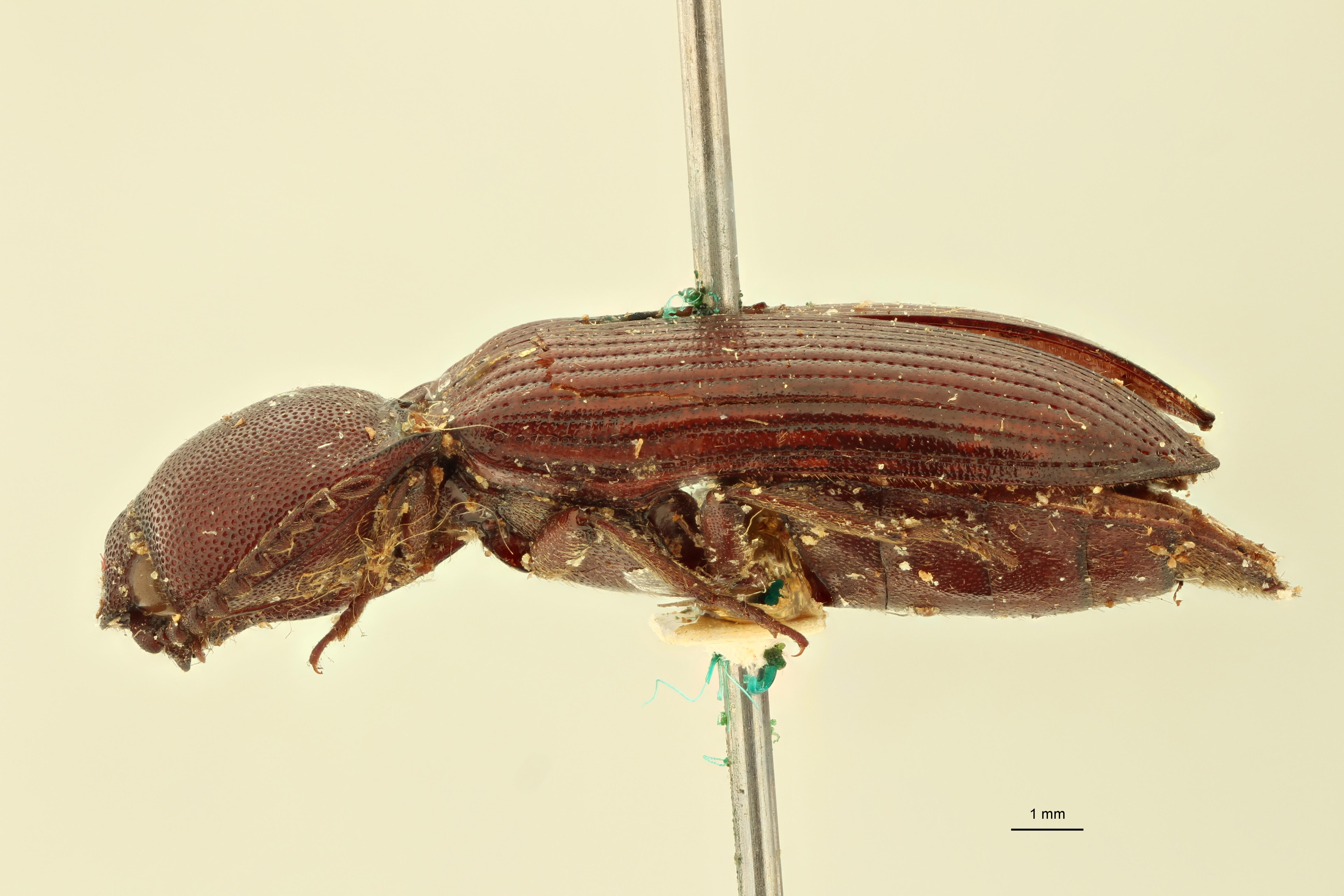 Elius alveolarius St L.jpg
