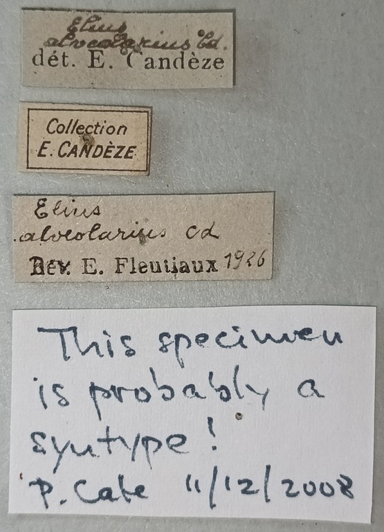 Elius alveolarius St Labels.jpg