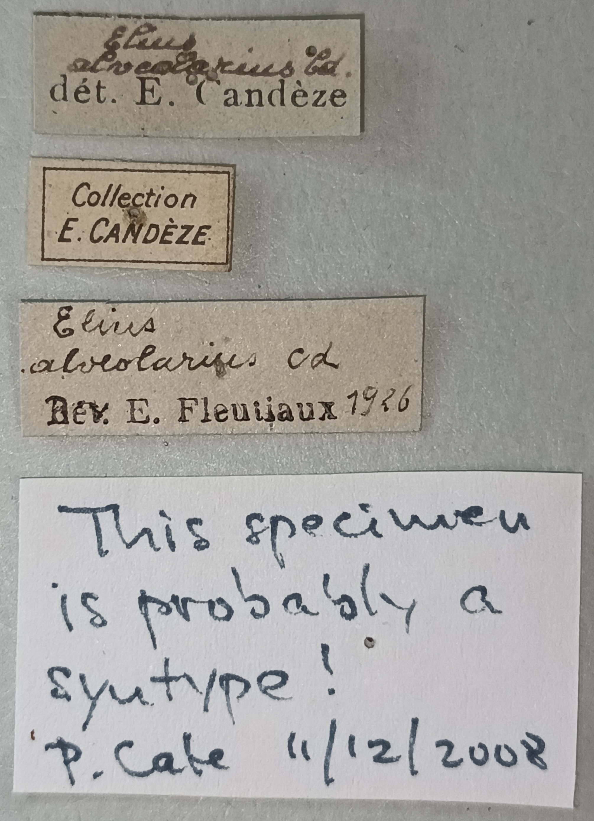 Elius alveolarius St Labels.jpg