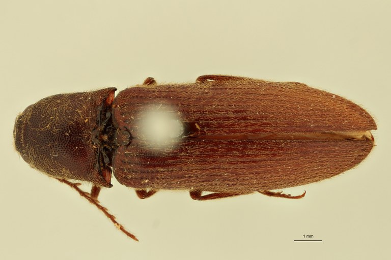 Elius birmanicus St D.jpg