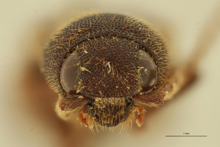 Elius birmanicus St F.jpg