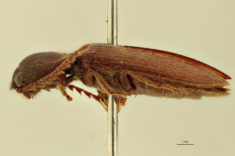 Elius birmanicus St L.jpg