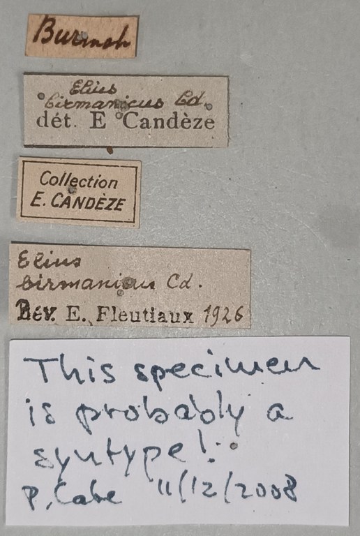 Elius birmanicus St Labels.jpg