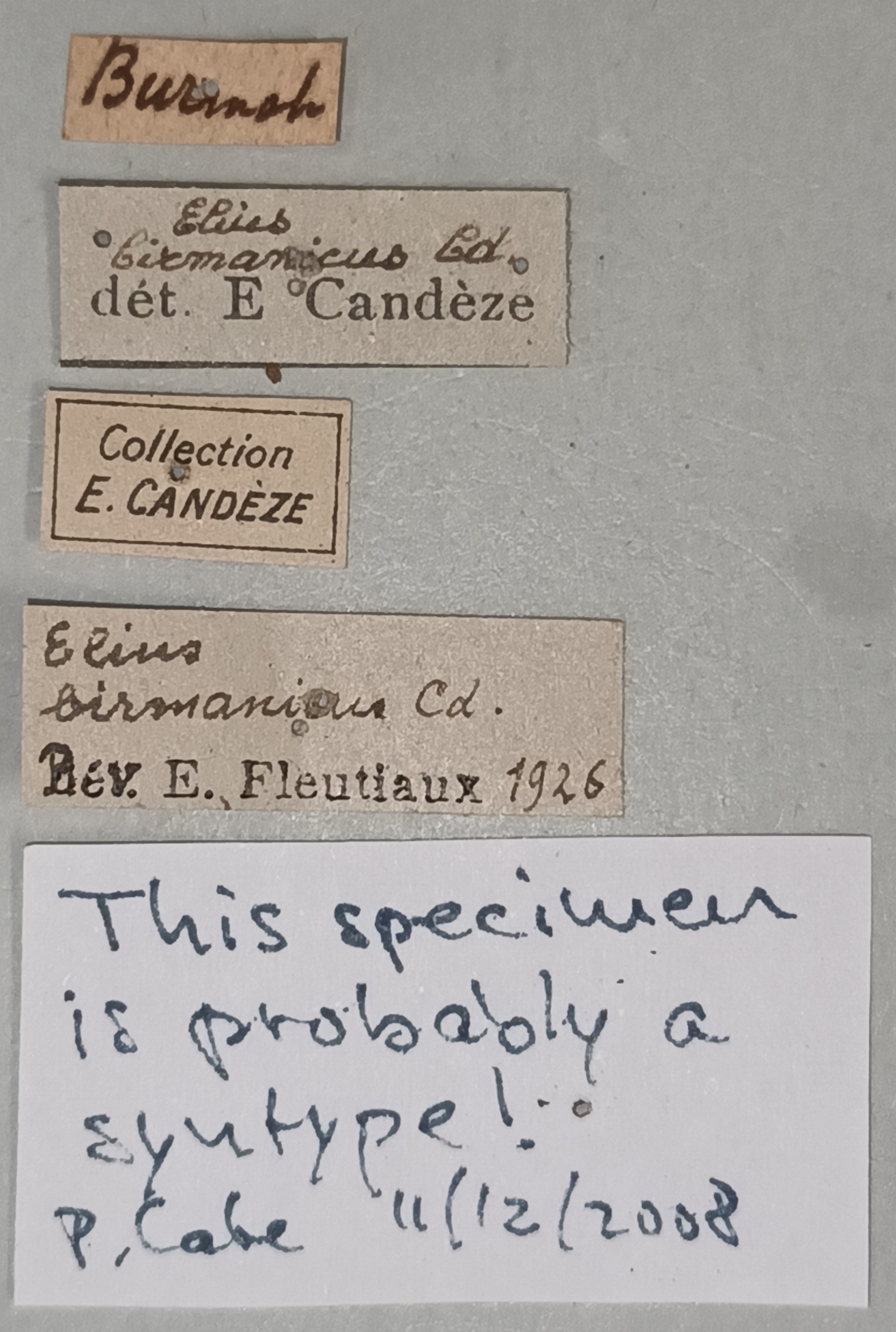 Elius birmanicus St Labels.jpg