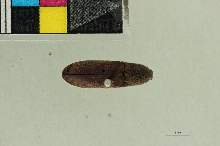 Elius dilatatus Pt D.jpg