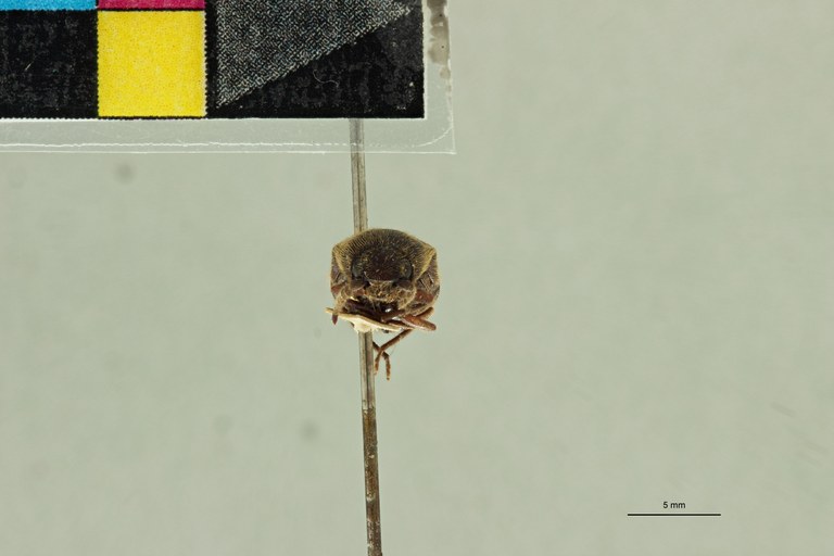 Elius dilatatus Pt F.jpg